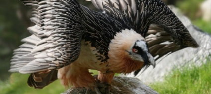 gipeto-barbuto-ferito-curato-al-parco-di-goldau