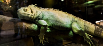 macche-giorni-della-merla-in-florida-sono-quelli-dell-iguana