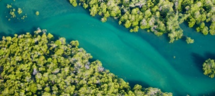 le-mangrovie-e-la-crisi-climatica