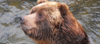 la-chaux-de-fonds-l-orso-haydibay-e-morto-a-35-anni