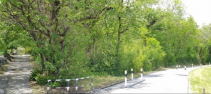 al-via-il-recupero-della-selva-di-bedano