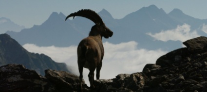 lassu-tra-le-cime-la-vita-dello-stambecco-alpino