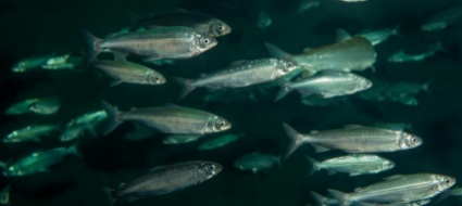 il-coregone-e-il-pesce-dell-anno-2022