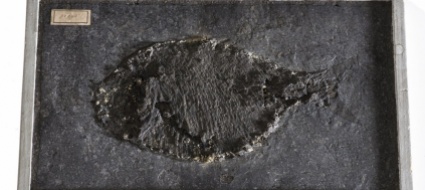 online-i-pesci-fossili-del-museo-di-storia-naturale-di-neuchatel