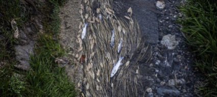 torna-utilizzabile-l-acqua-dei-canali-del-piano-di-magadino