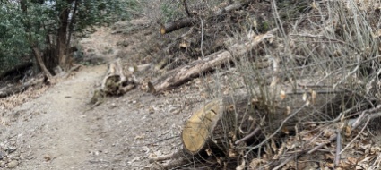 il-bosco-e-un-cimitero-no-si-tratta-di-priorita