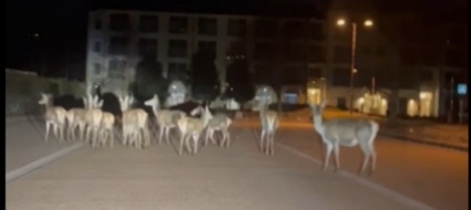 branco-di-cervi-a-spasso-per-porlezza