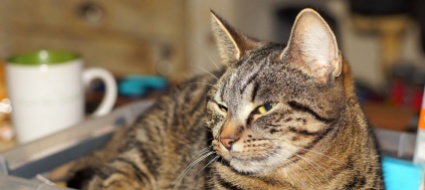l-incendio-non-e-colpa-del-gatto-secondo-il-tribunale-federale