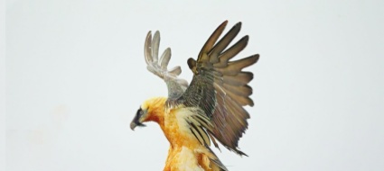 il-gipeto-barbuto-per-chi-vuole-saperne-di-piu