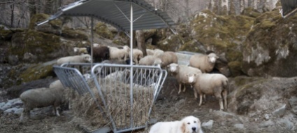 gli-allevatori-del-moesano-presenza-del-lupo-fuori-controllo