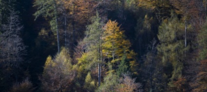 un-albero-per-ogni-bambino-nato