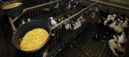 l-importazione-in-svizzera-di-foie-gras-va-vietata