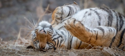 l-anno-della-tigre