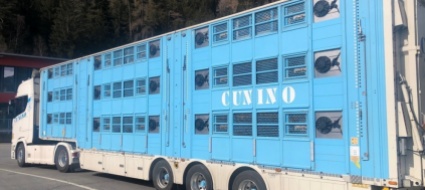 cazis-trasporto-illegale-di-suini-fermati-gli-autisti