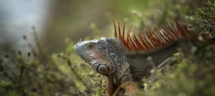 lo-zoo-di-zurigo-ospita-un-iguana-delle-piccole-antille