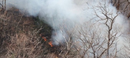 fiamme-nel-bosco-a-lugano