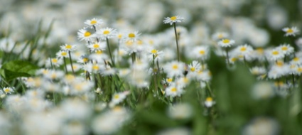 ciao-inverno-domani-arriva-la-primavera