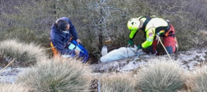 lodrino-husky-recuperato-dai-rocciatori-della-spab