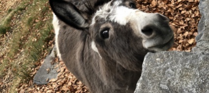 riazzino-bambini-in-visita-alla-protezione-animali