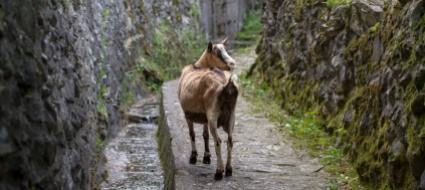 onsernone-il-divieto-sul-vago-pascolo-irrita-gli-allevatori