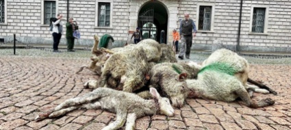 allevatori-scaricano-le-pecore-uccise-dal-lupo-in-piazza-governo