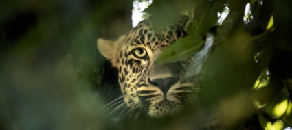 iran-un-leopardo-attacca-un-poliziotto-in-citta-catturato