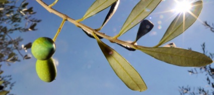 la-xylella-fastidiosa-e-l-ulivo-se-ne-parla-a-rancate