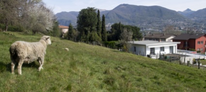 e-stato-un-lupo-o-un-cane-a-sbranare-gli-ovini-a-novazzano