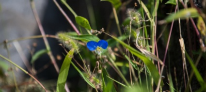 alla-scoperta-della-biodiversita-negli-insediamenti-urbani