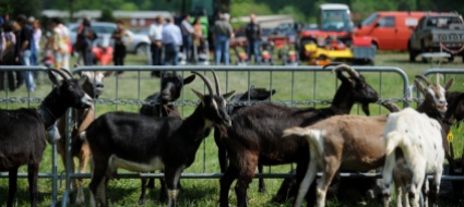 a-cevio-ritorna-la-fiera-agricola-valmaggese