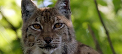 autorizzato-l-abbattimento-di-una-lince-nell-oberland-bernese