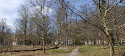 alberi-cittadini-a-locarno-i-dubbi-di-verdi-e-sinistra-unita