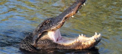 australia-azzannato-da-un-coccodrillo-si-libera-lottando