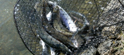 melide-un-corso-di-pesca-per-i-ragazzi