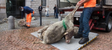 vallemaggia-uno-o-piu-lupi-nel-mirino