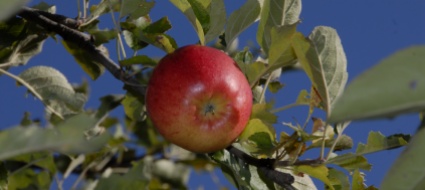 corso-su-diradamento-e-cure-estive-con-i-frutticoltori-ticinesi
