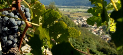 gordola-iscrizioni-aperte-per-in-vitea-g-scta