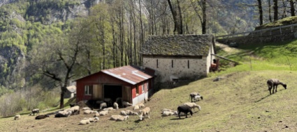 vallemaggia-con-il-lupo-una-convivenza-problematica