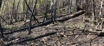 verdasio-si-risana-il-pendio-reso-instabile-dall-incendio