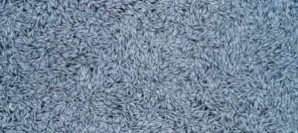 caro-concimi-niente-paura-scarti-di-pesce-per-i-campi