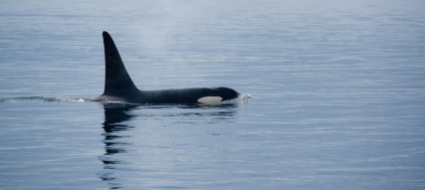 ritrovata-morta-l-orca-bloccata-nella-senna