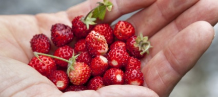 ai-nastri-di-partenza-la-stagione-delle-fragole-in-svizzera
