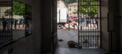 il-plrt-sul-lupo-nessun-motivo-per-sostenerne-la-protezione