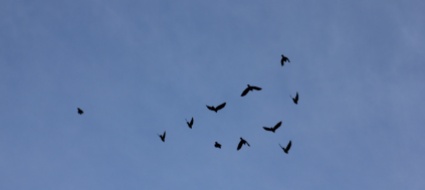 uccelli-nei-giardini-da-birdlife-l-invito-all-osservazione