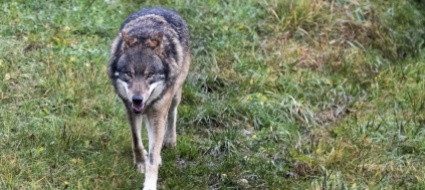 un-lupo-sbrana-28-animali-in-vallese-ordinato-l-abbattimento