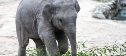 giovane-elefante-muore-allo-zoo-di-zurigo
