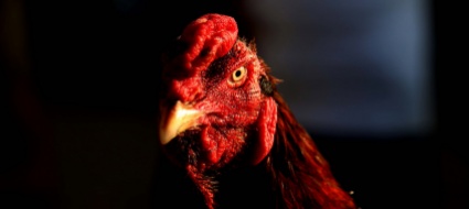 garibaldi-il-gallo-libertino-che-fa-imbufalire-copparo