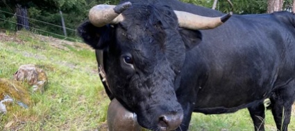 mucche-sponsorizzate-sull-alpeggio-vallesano-di-tracuit