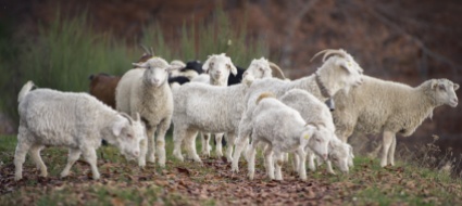 gestione-del-lupo-oltre-al-danno-anche-le-beffe