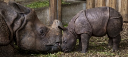 fiocco-azzurro-allo-zoo-di-basilea-ecco-tarun-baby-rinoceronte